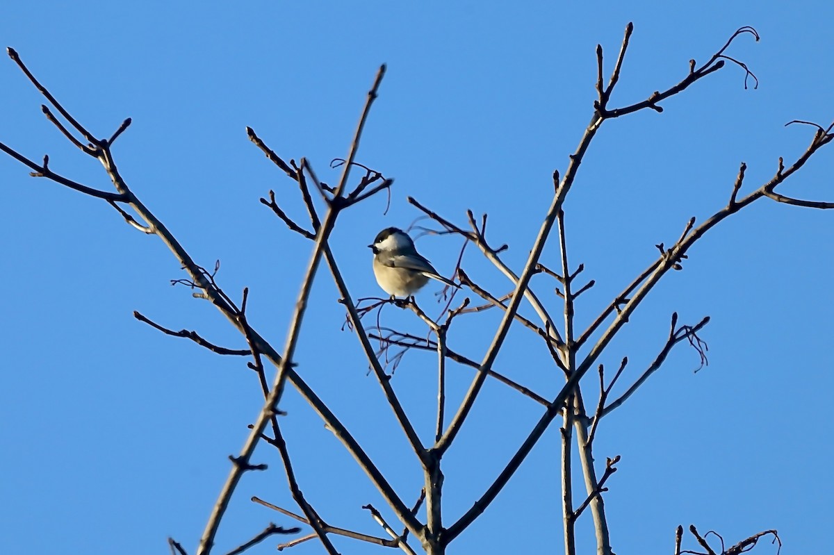 Black-capped Chickadee - ML646247379