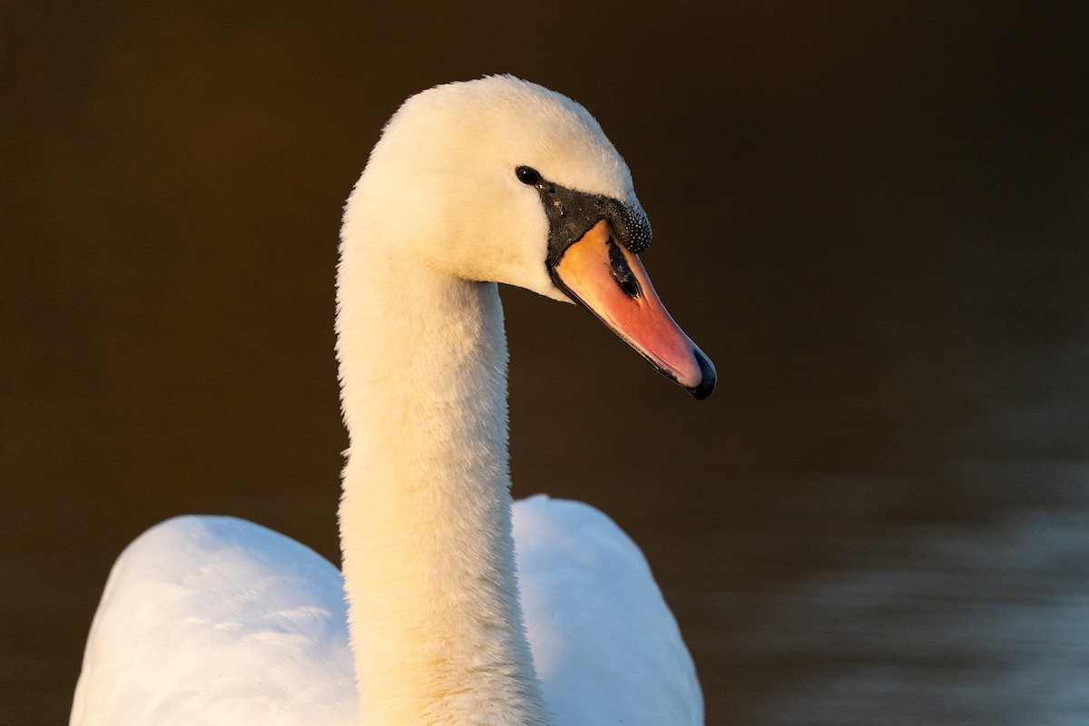 Mute Swan - ML646247382