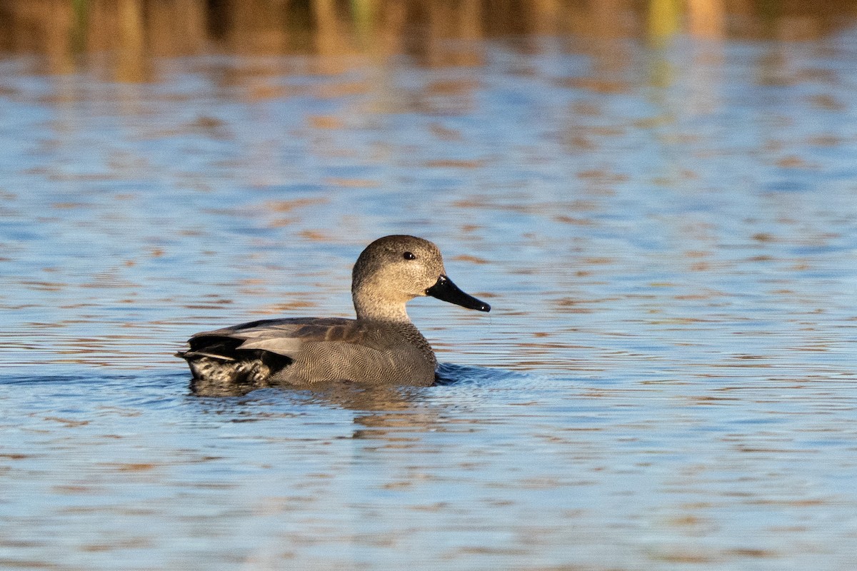 Gadwall - ML646247391