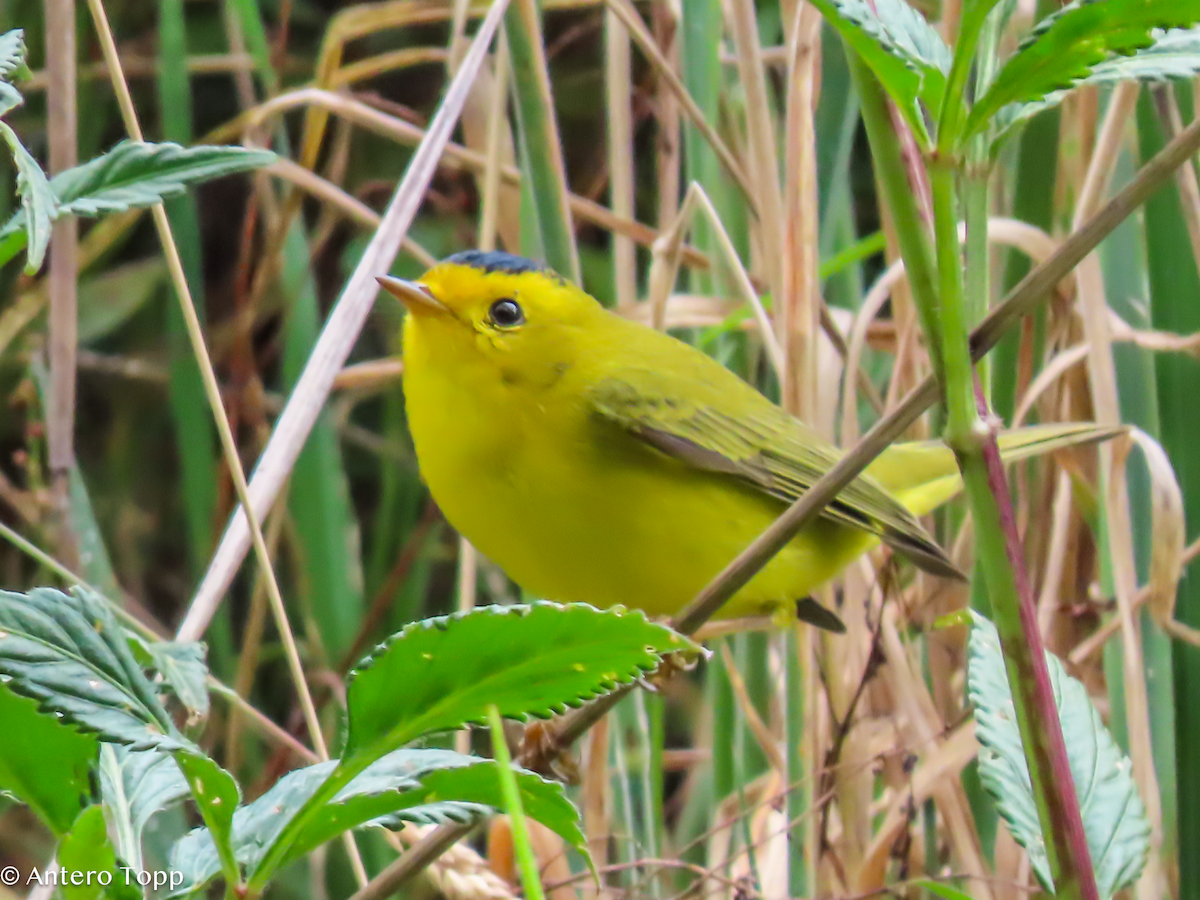 Wilson's Warbler - ML646247393