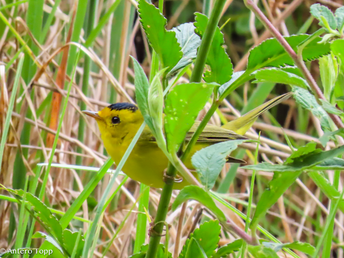 Wilson's Warbler - ML646247394