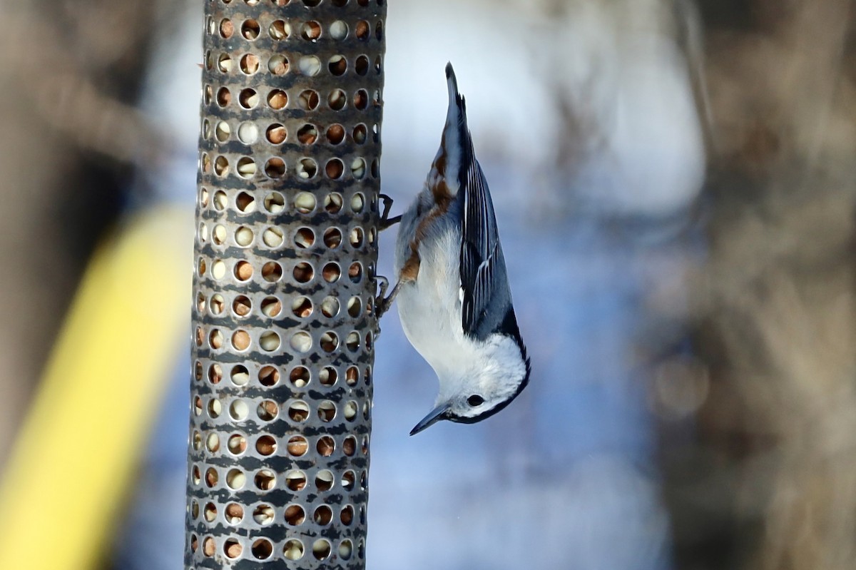 White-breasted Nuthatch - ML646247395