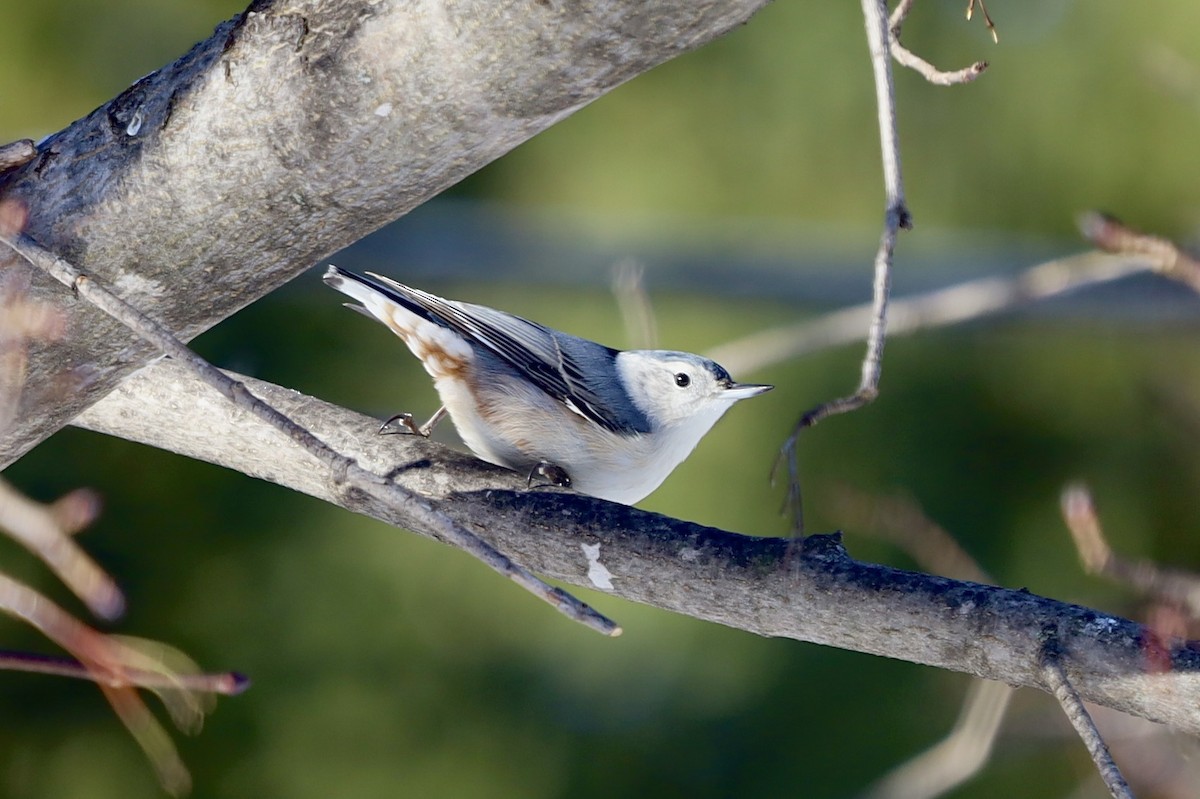White-breasted Nuthatch - ML646247396
