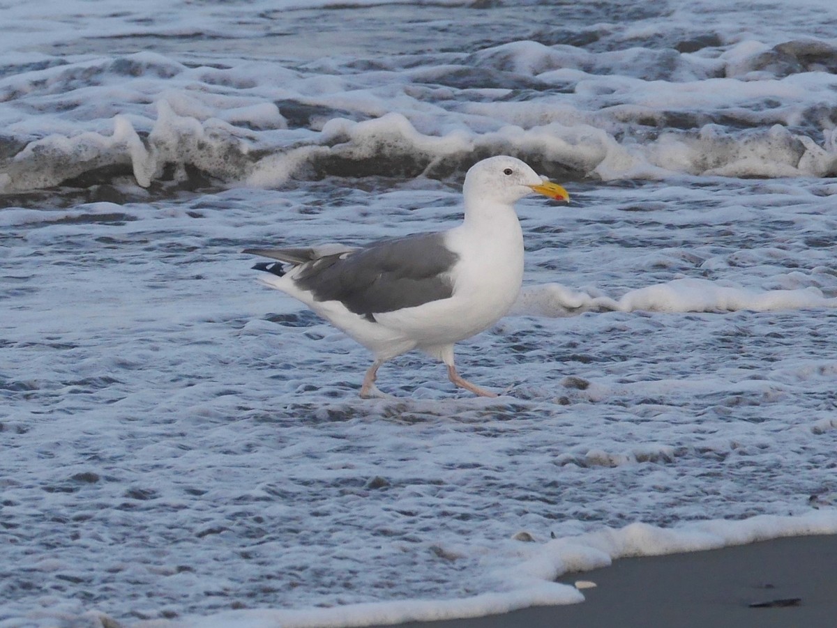 Western Gull - ML646247397