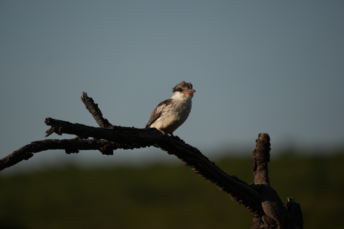 Striped Kingfisher - ML646247398