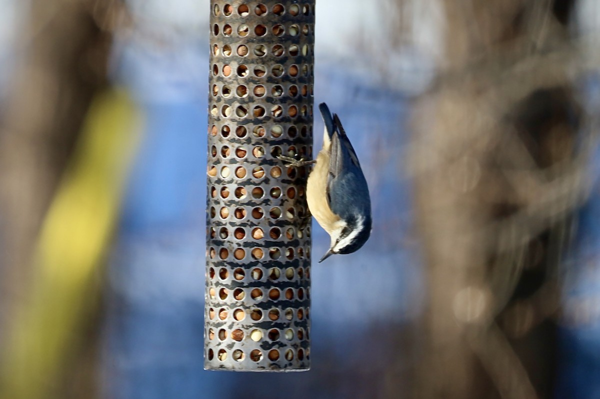 Red-breasted Nuthatch - ML646247405