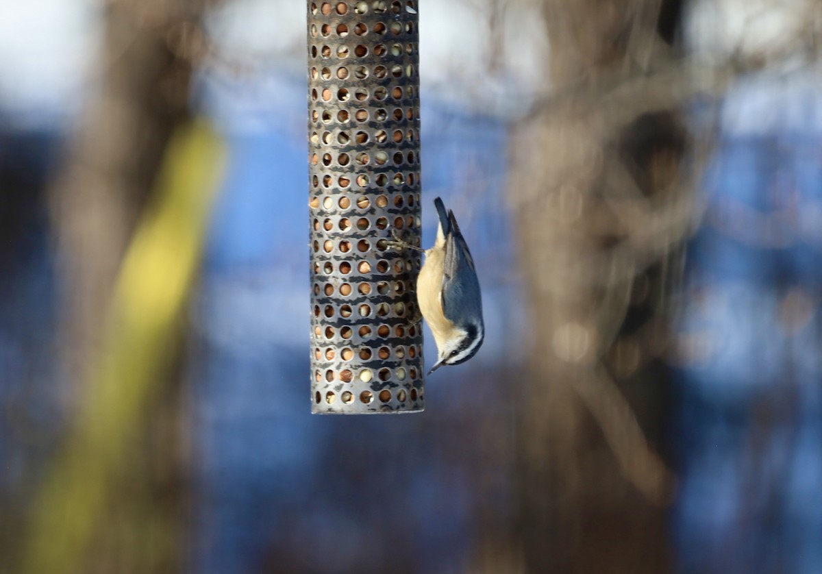 Red-breasted Nuthatch - ML646247406