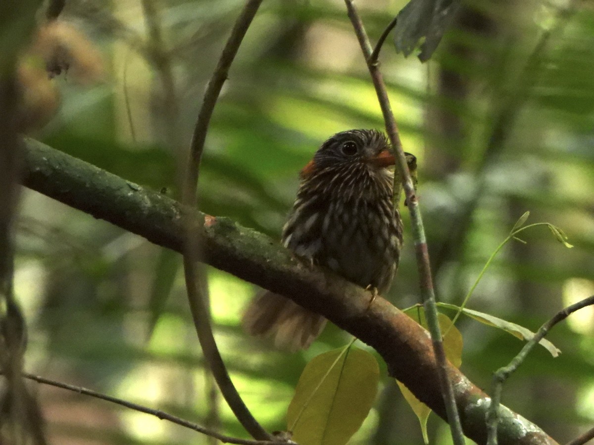 Semicollared Puffbird - ML646247408