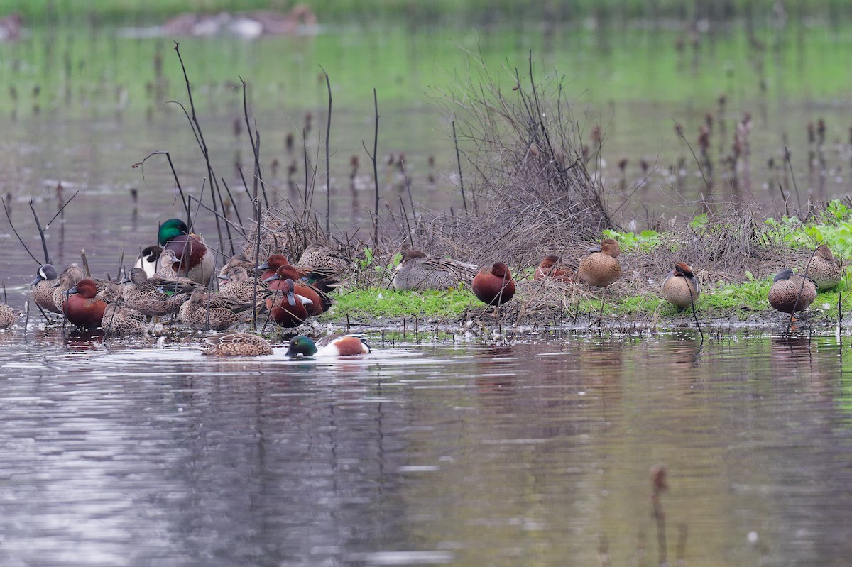 Cinnamon Teal - ML646247413