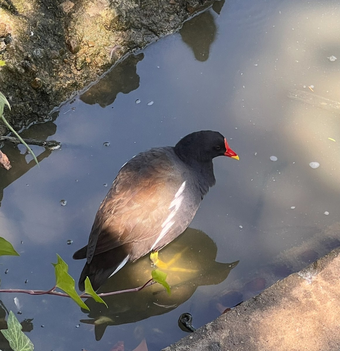 Eurasian Moorhen - ML646247414