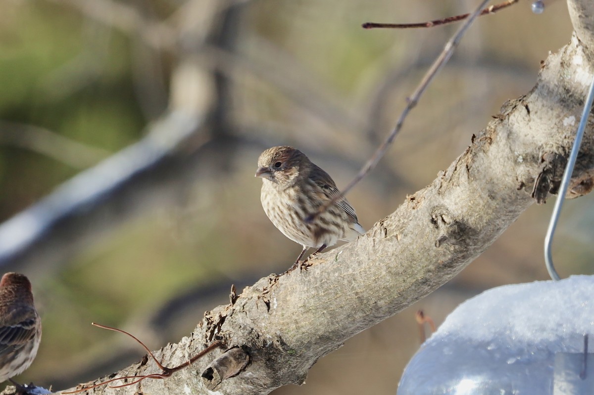 House Finch - ML646247416