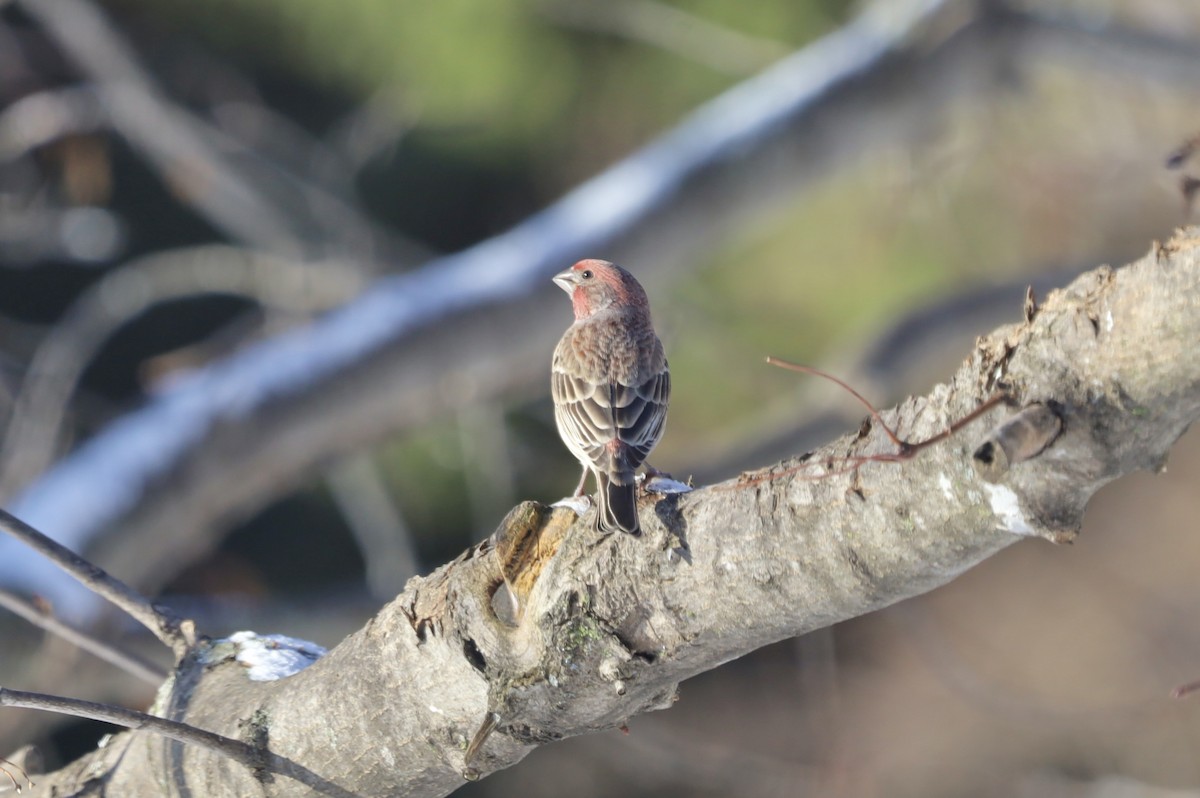 House Finch - ML646247417
