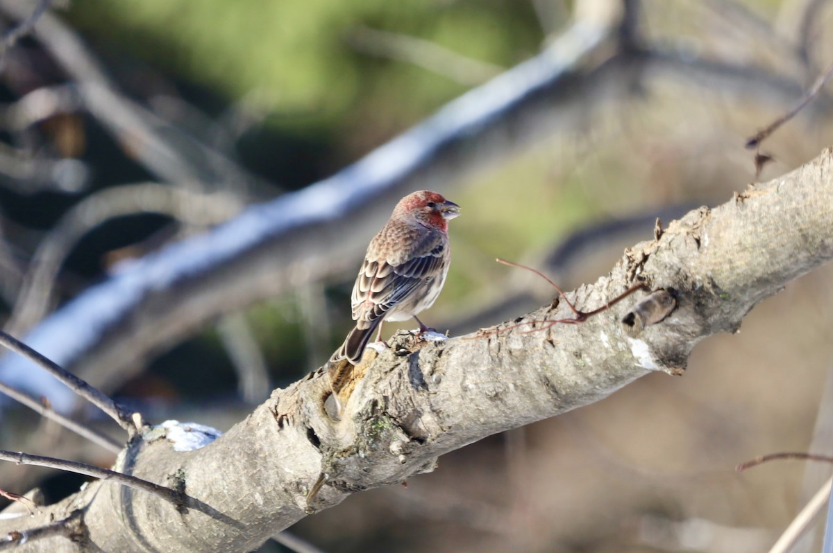 House Finch - ML646247419