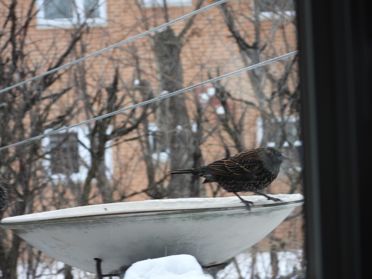 Red-winged Blackbird - ML646247421