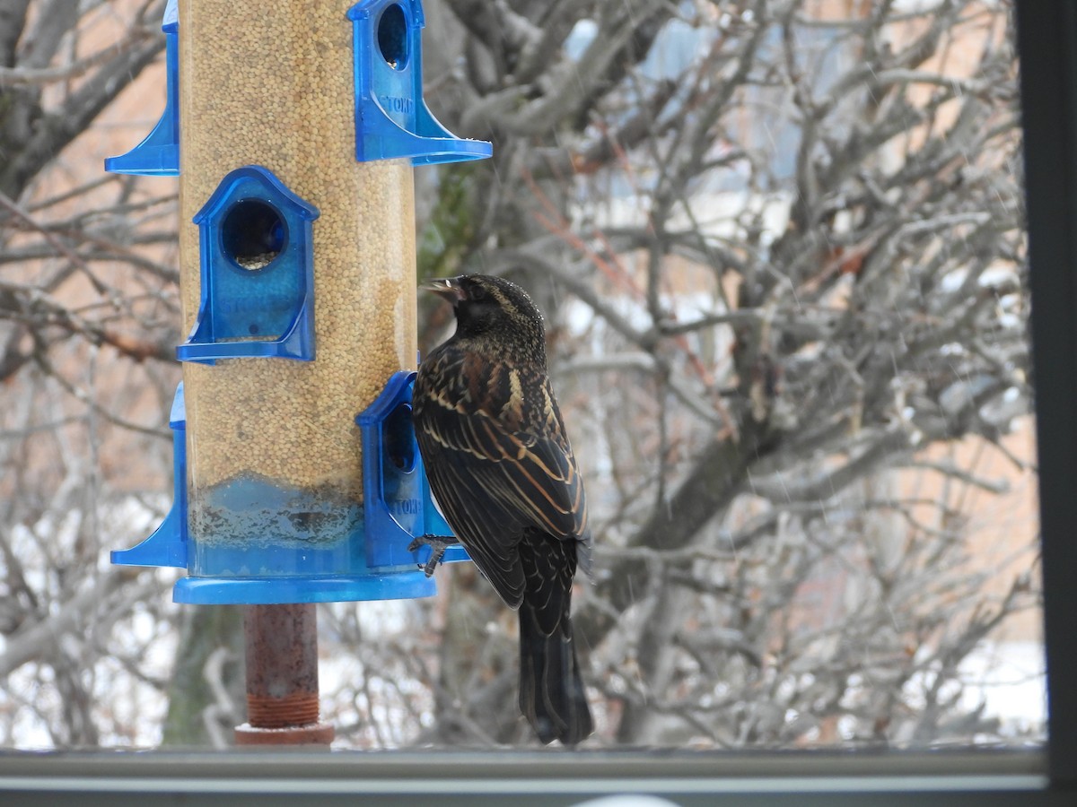 Red-winged Blackbird - ML646247422