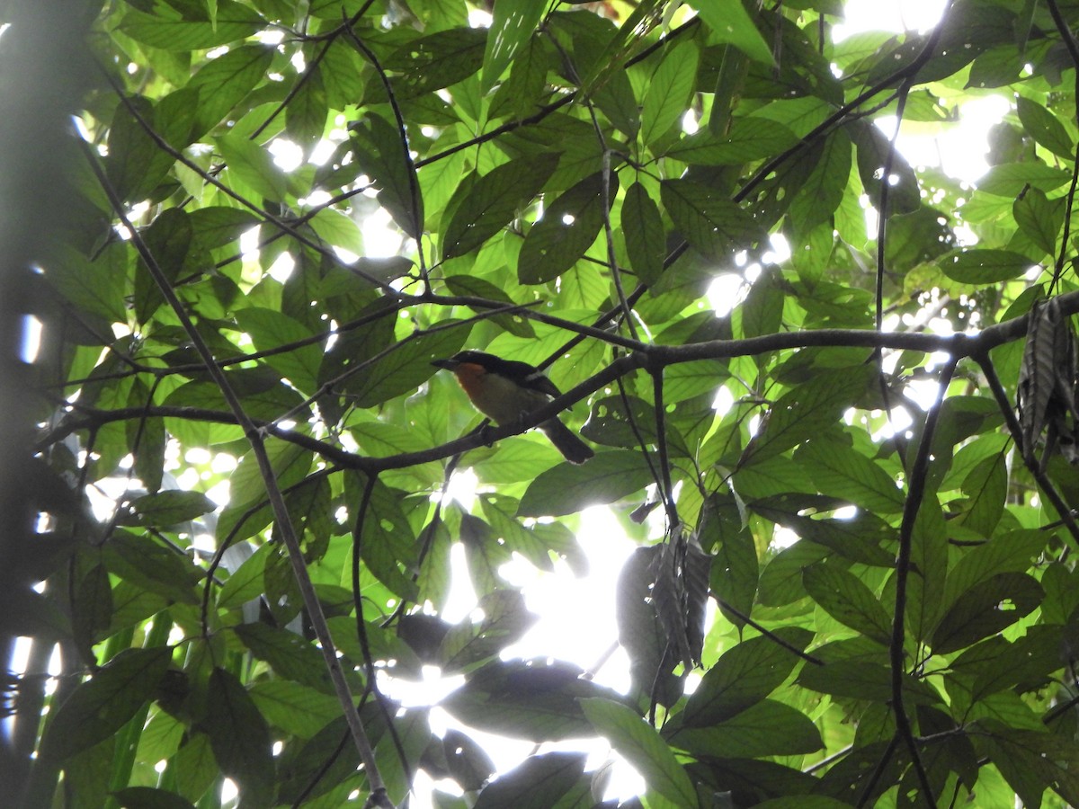 Gilded Barbet - ML646247423