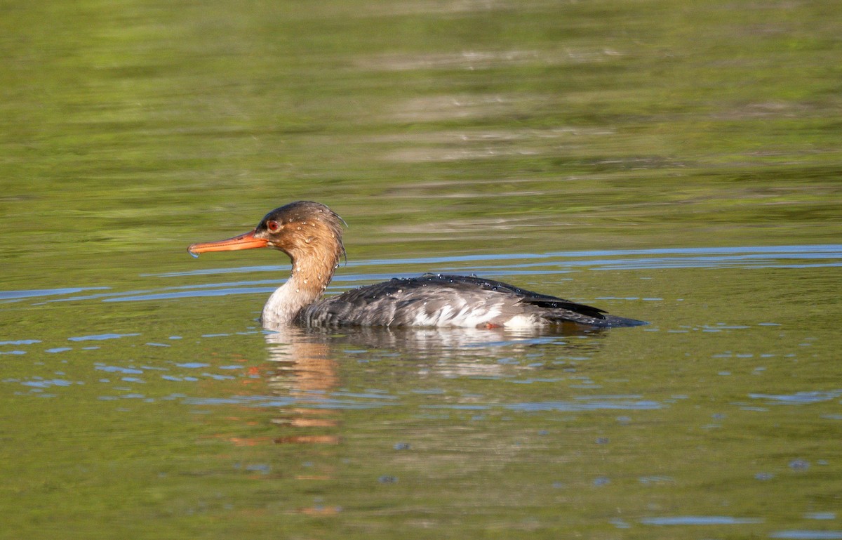 Red-breasted Merganser - ML646247424
