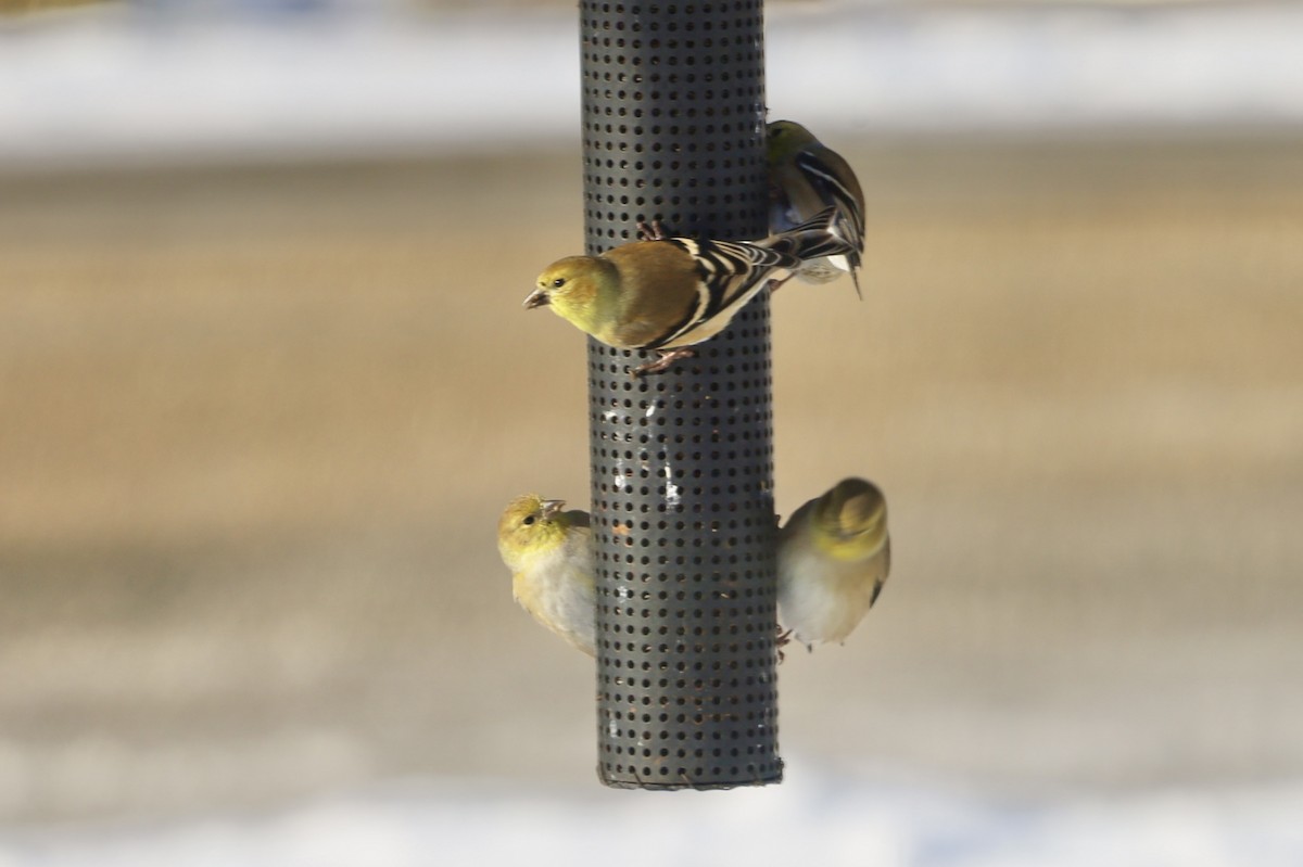 American Goldfinch - ML646247425