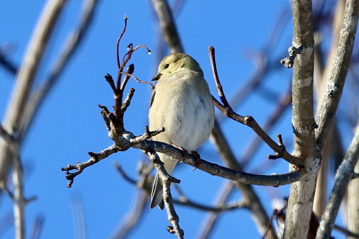 American Goldfinch - ML646247426