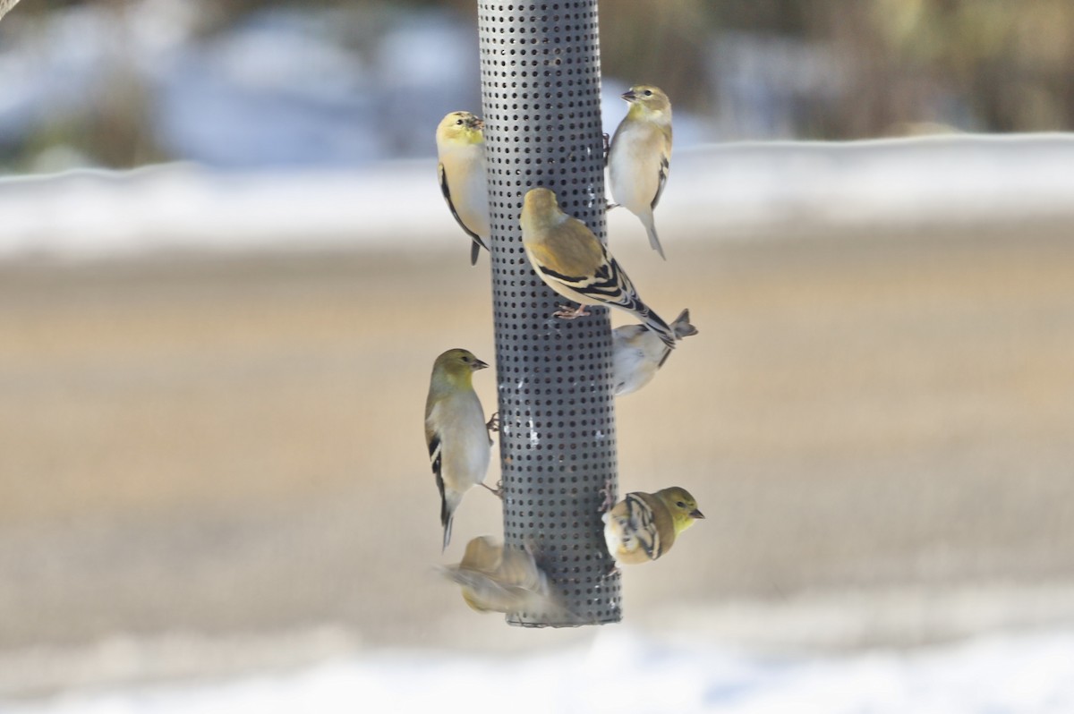 American Goldfinch - ML646247427