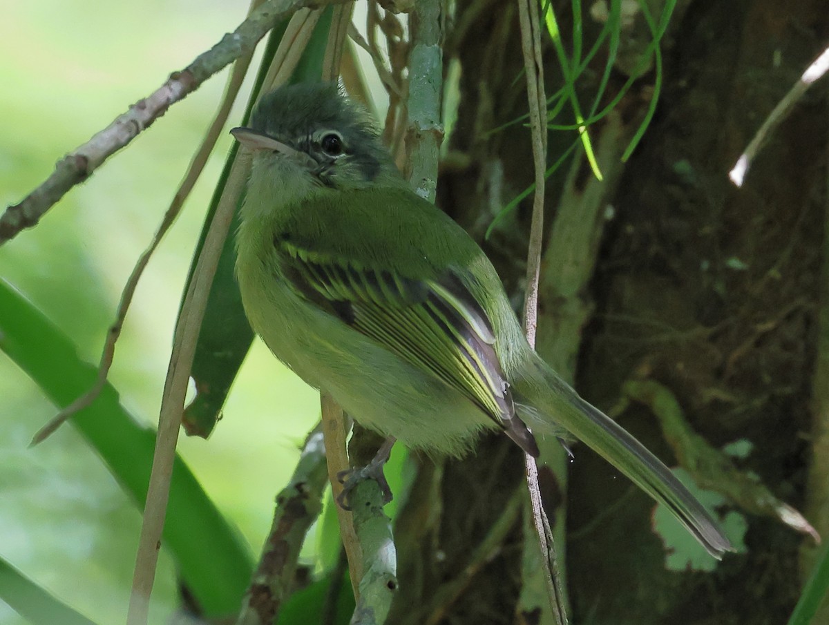Yellow-olive Flatbill (Sooretama) - ML646247428