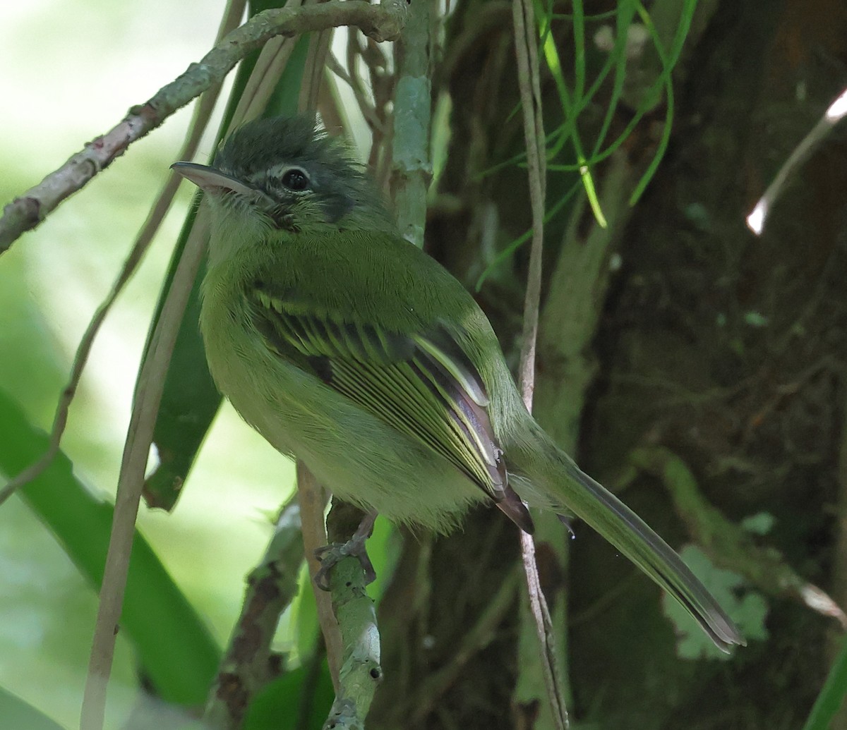 Yellow-olive Flatbill (Sooretama) - ML646247429
