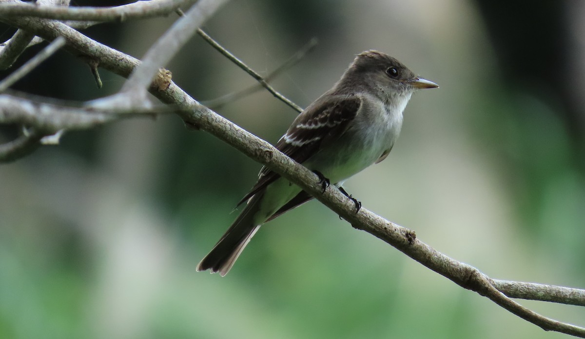 Northern Tropical Pewee - ML646247430