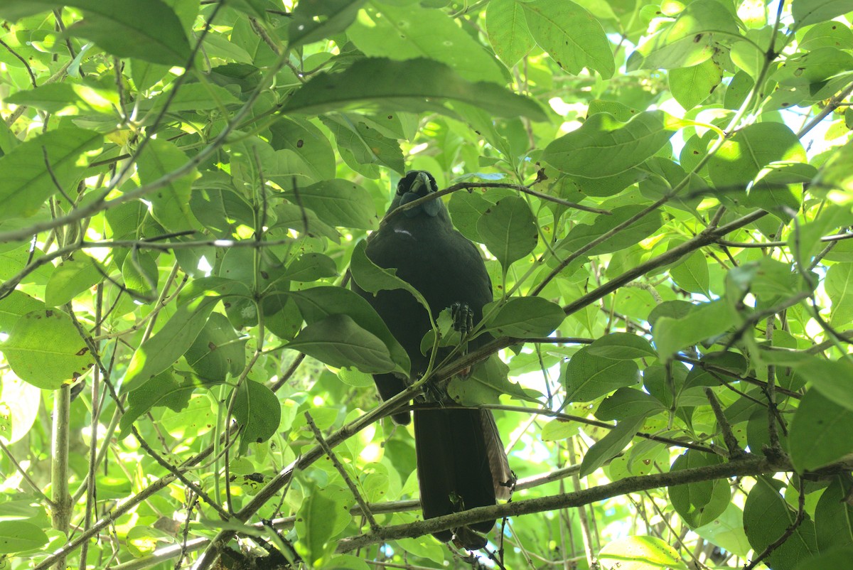 North Island Kokako - ML646247431