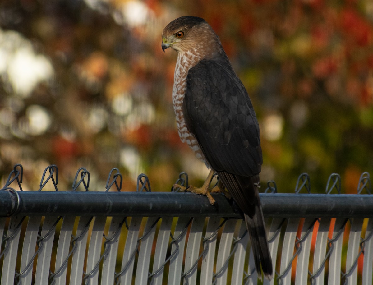Cooper's Hawk - ML646247432