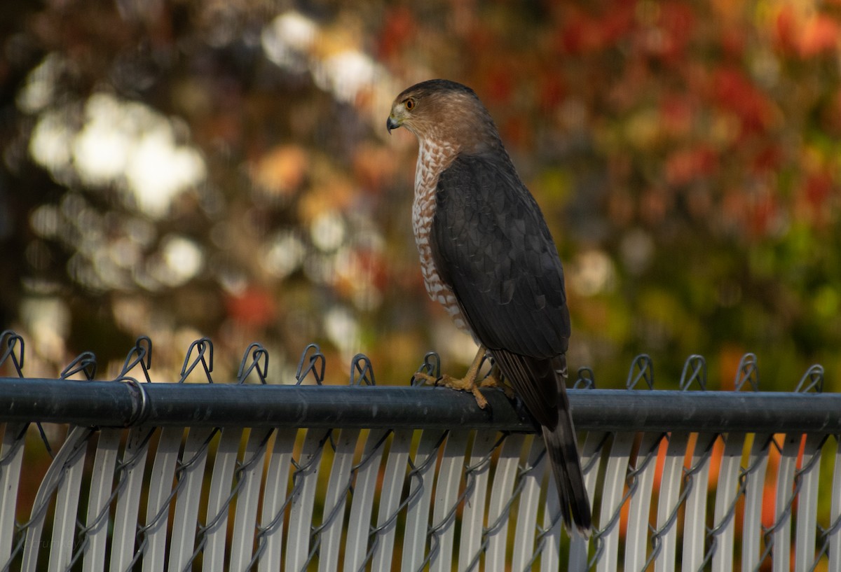 Cooper's Hawk - ML646247433