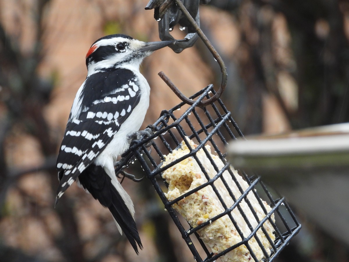 Hairy Woodpecker - ML646247434