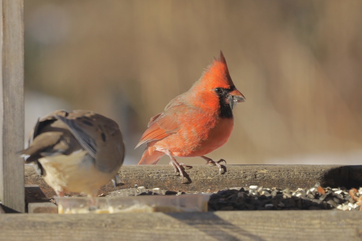 Northern Cardinal - ML646247435