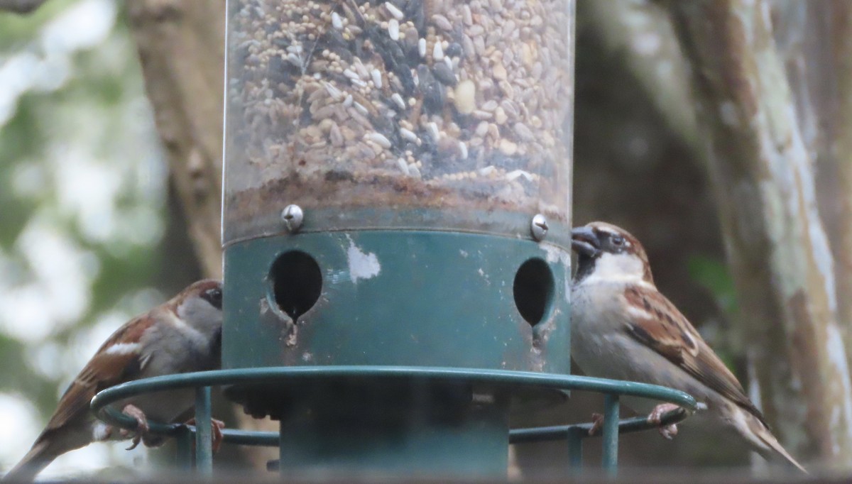 House Sparrow - ML646247436