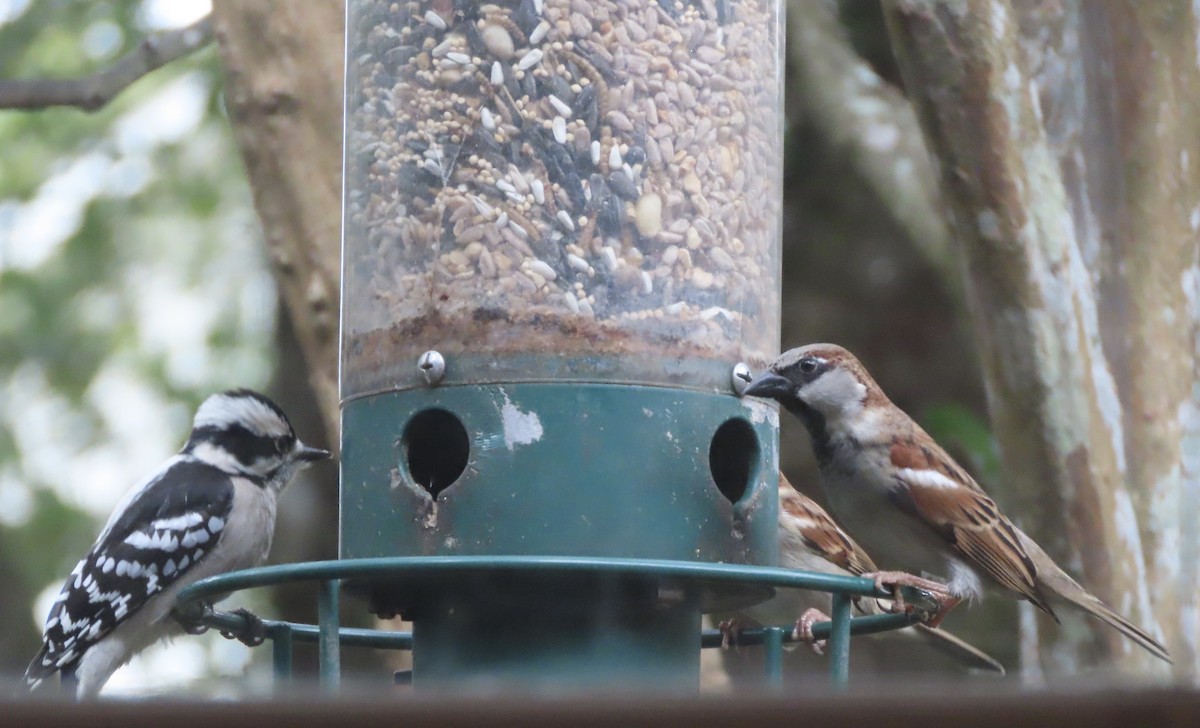 House Sparrow - ML646247437
