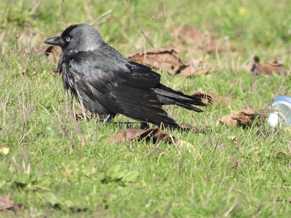 Eurasian Jackdaw - ML646247438