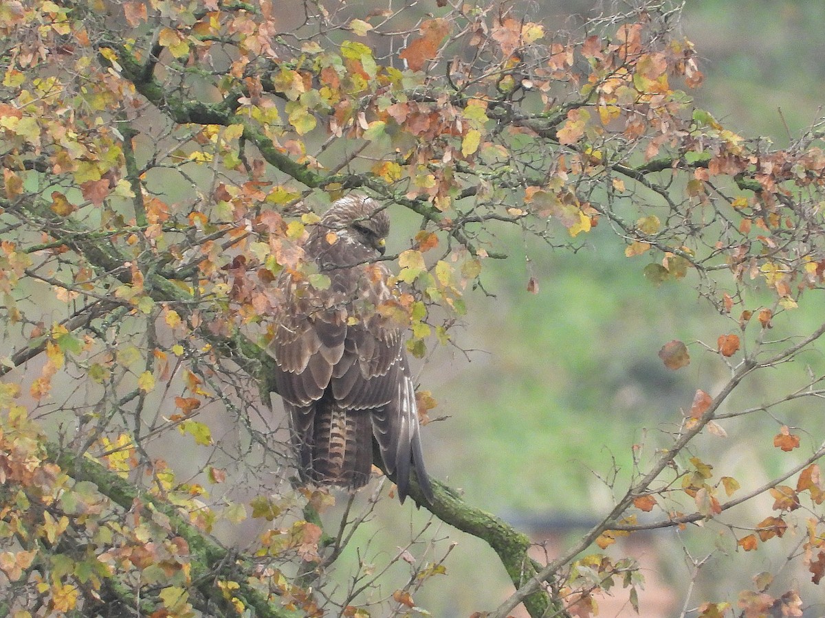 Common Buzzard - ML646247439