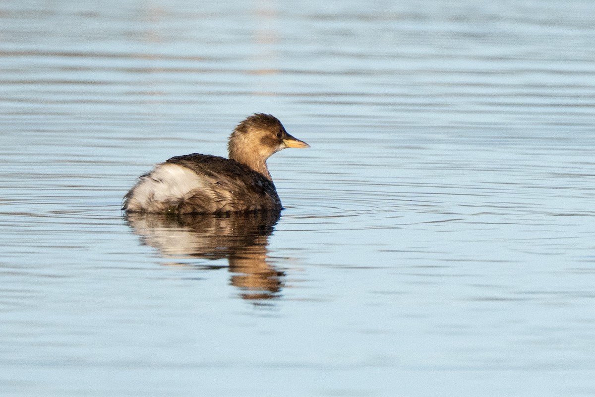 Little Grebe - ML646247446
