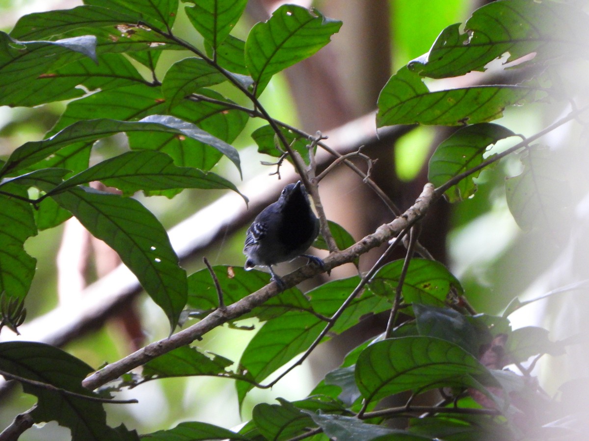 Long-winged Antwren - ML646247447