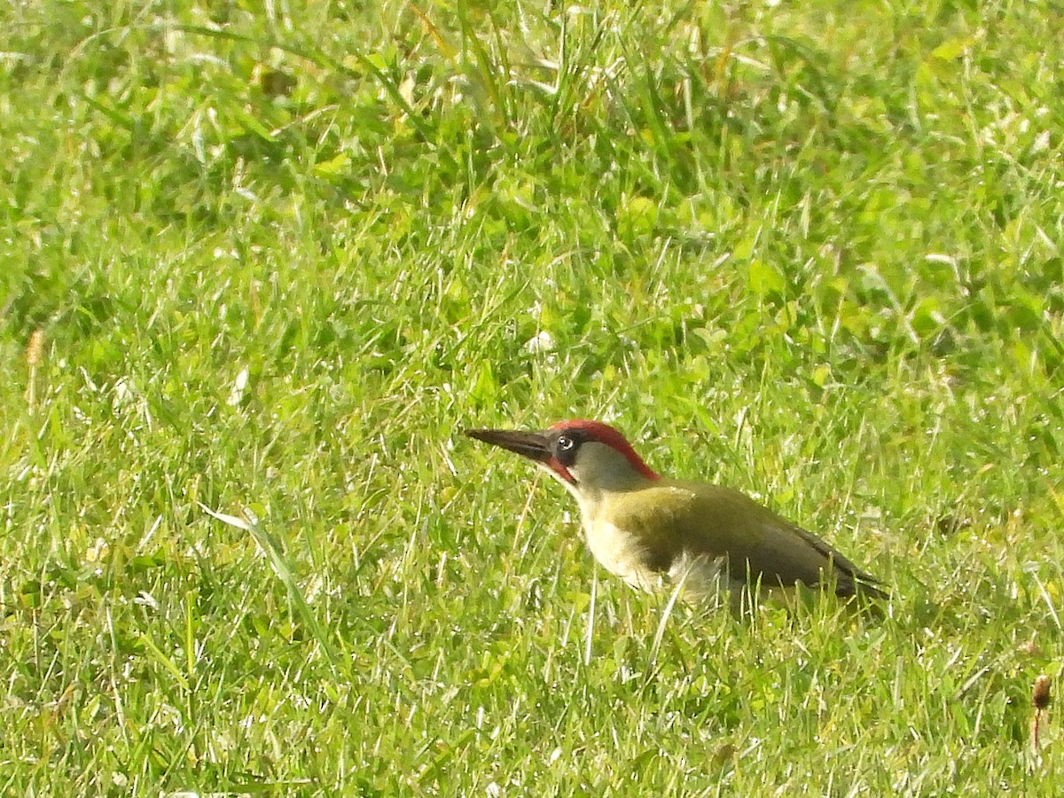 Eurasian Green Woodpecker - ML646247451