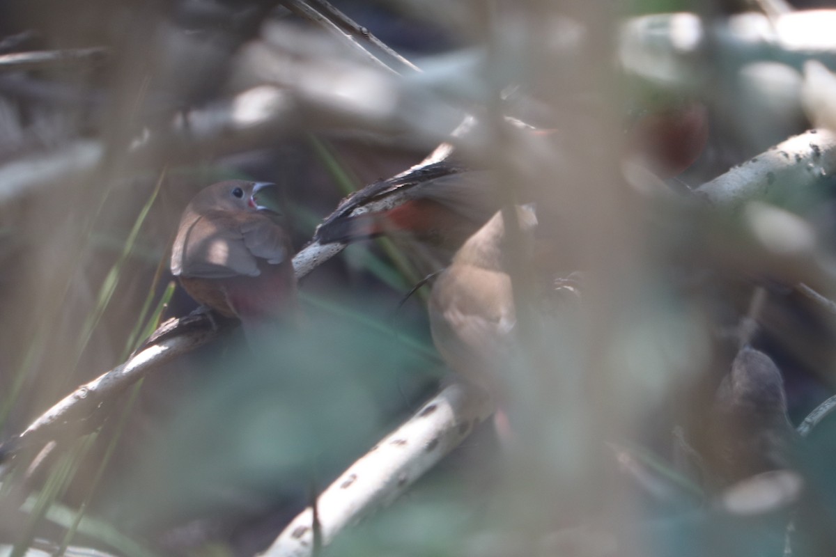 Jameson's Firefinch - ML646247452