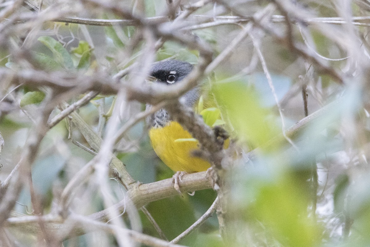 MacGillivray's Warbler - ML646247453