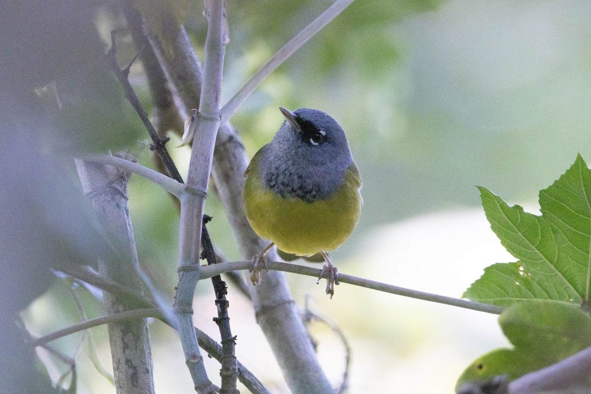 MacGillivray's Warbler - ML646247454