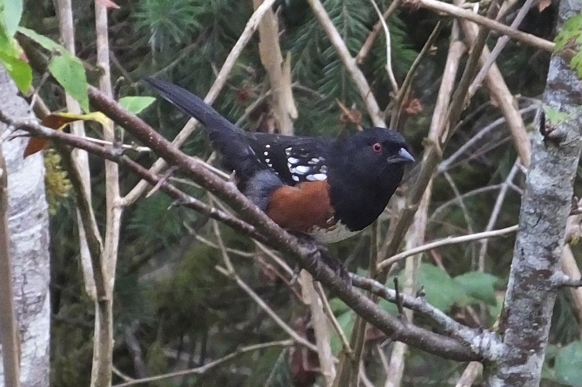 Spotted Towhee - ML646247455