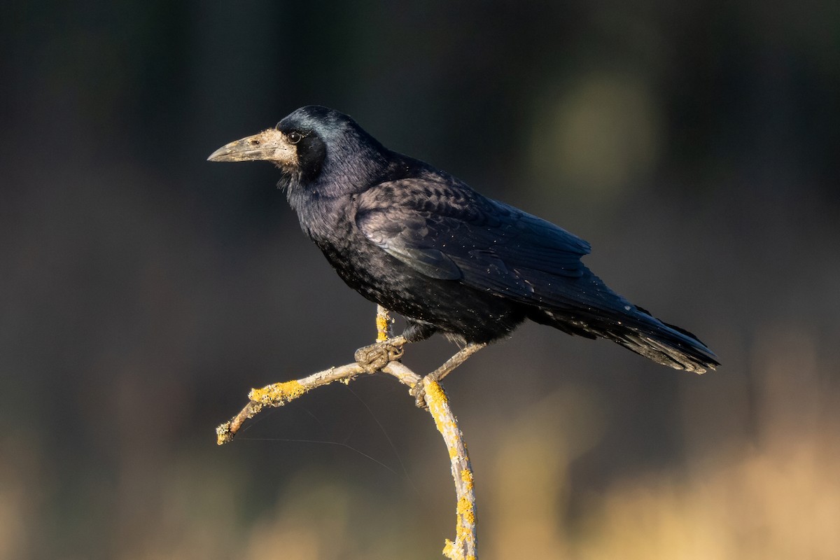 Ekin Kargası - ML646247458