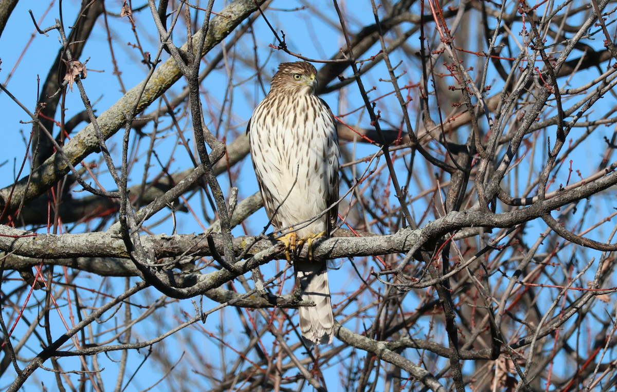 Cooper's Hawk - ML646247459
