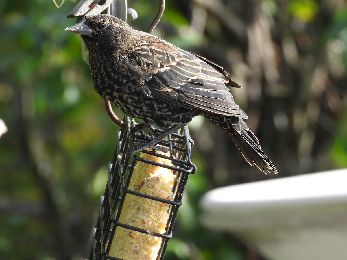 vlhovec červenokřídlý - ML646247484