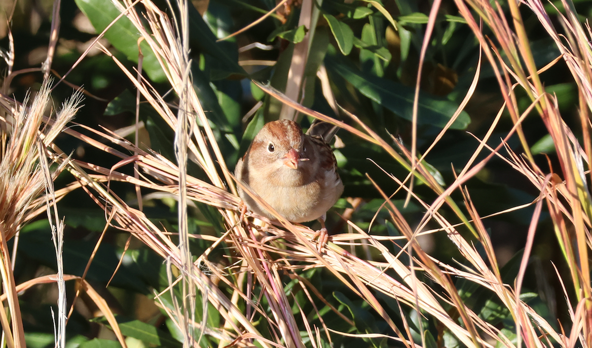 Field Sparrow - ML646247485
