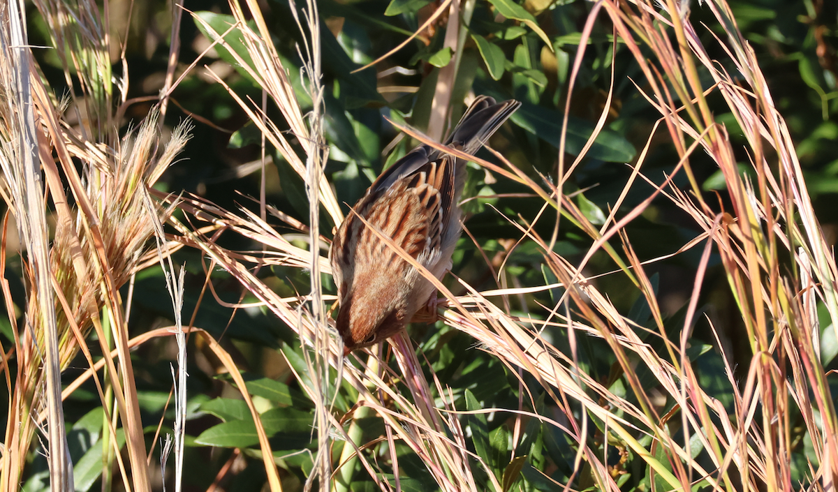 Field Sparrow - ML646247492