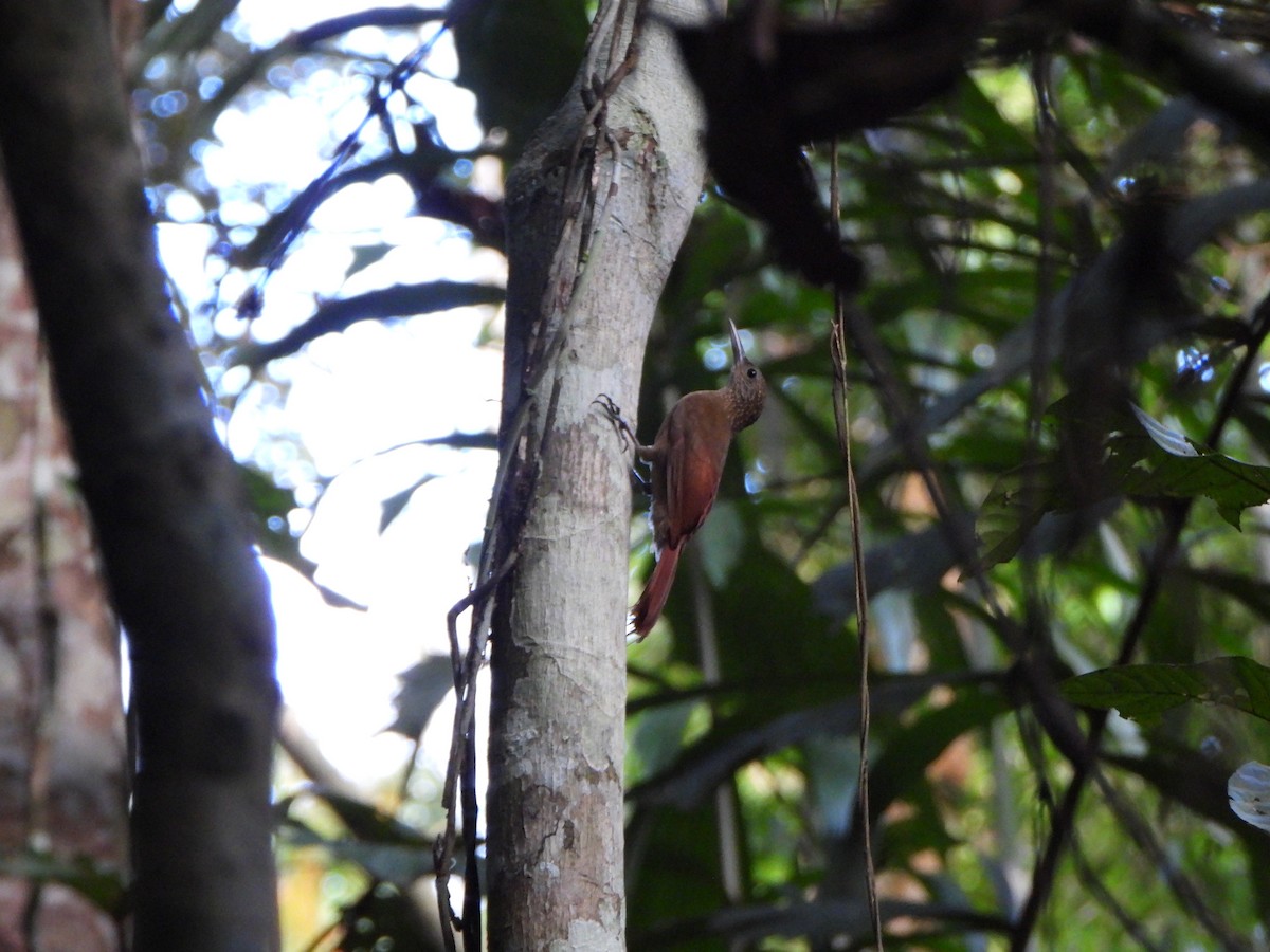 Elegant Woodcreeper - ML646247494