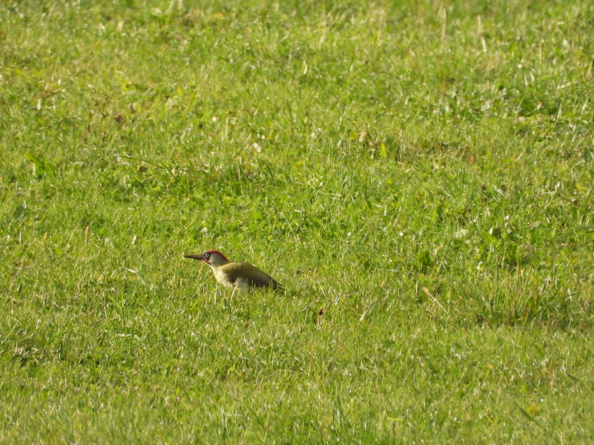 Eurasian Green Woodpecker - ML646247497